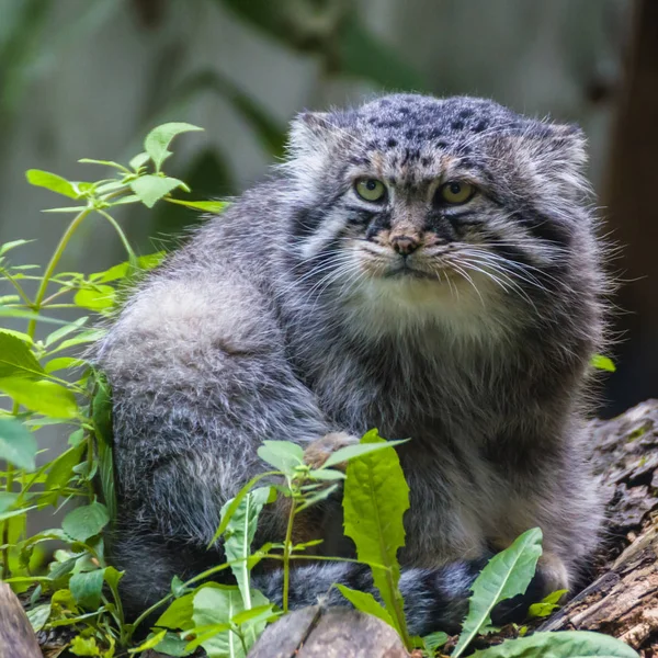 Manul  the most sluggish and slow from all the wild cats, he does not know how to run fast.