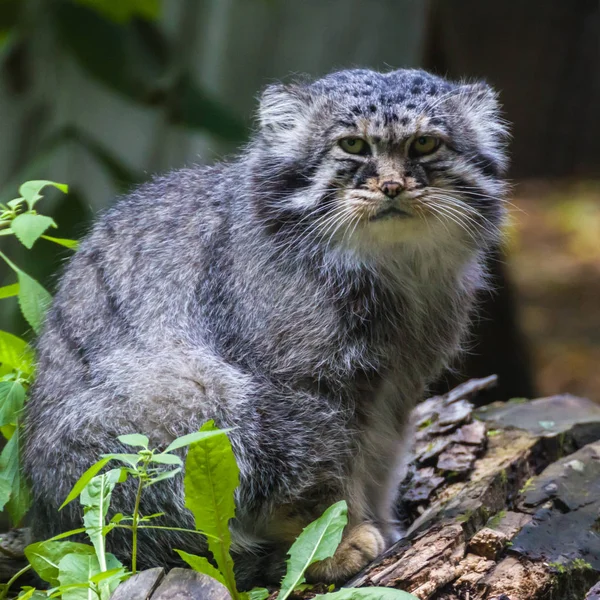 Manul  the most sluggish and slow from all the wild cats, he does not know how to run fast.