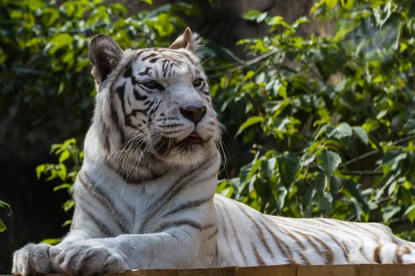 White tiger  Bengal tiger species with a congenital mutation. The mutation leads to a fully white color of the tiger with black and brown stripes on white fur and blue eyes.