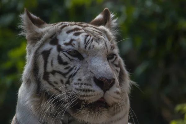 Белый Тигр Бенгальский Тигр Врожденной Мутацией Мутация Приводит Полностью Белому Стоковое Фото