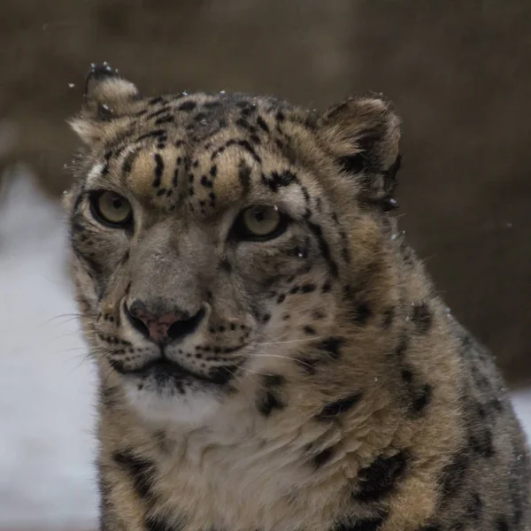 雪豹是生活在中亚山区的猫科动物的一种大型食肉哺乳动物 他不一样 柔韧的身体 短小的腿 一个小脑袋和长的一条尾巴 — 图库照片