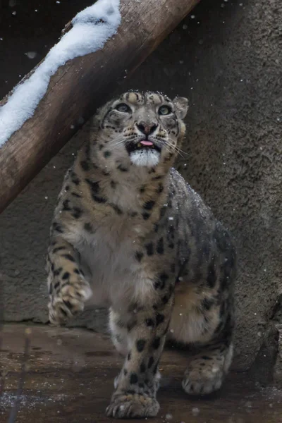 Leopardo Nieve Gran Mamífero Depredador Familia Los Gatos Que Viven — Foto de Stock