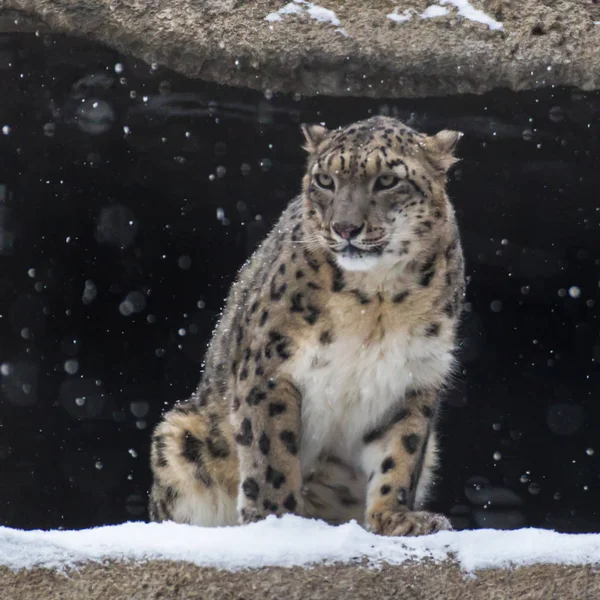 雪豹是生活在中亚山区的猫科动物的一种大型食肉哺乳动物 他不一样 柔韧的身体 短小的腿 一个小脑袋和长的一条尾巴 — 图库照片