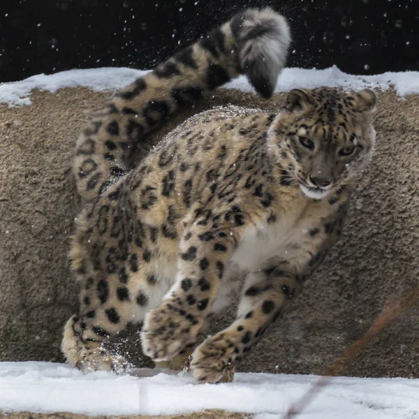雪豹是生活在中亚山区的猫科动物的一种大型食肉哺乳动物 他不一样 柔韧的身体 短小的腿 一个小脑袋和长的一条尾巴 — 图库照片