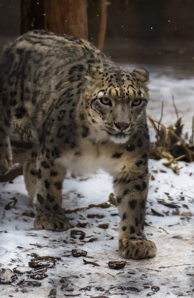 Leopardo Nieve Gran Mamífero Depredador Familia Los Gatos Que Viven — Foto de Stock