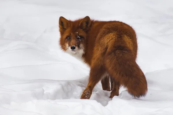 Red fox in the snow