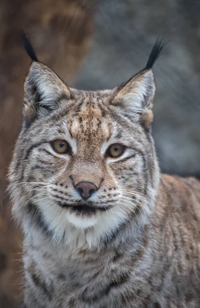 Portrait Lynx — Stock Photo, Image