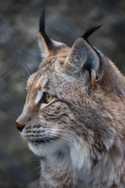 Portrait Lynx — Photo
