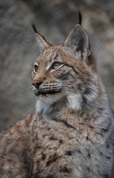 Bébé Lynx Lynx Vit Dans Des Forêts Denses Dans Taïga — Photo