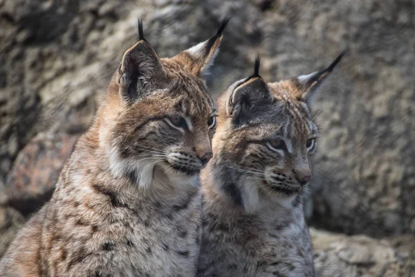 Bébé Lynx Lynx Vit Dans Des Forêts Denses Dans Taïga — Photo