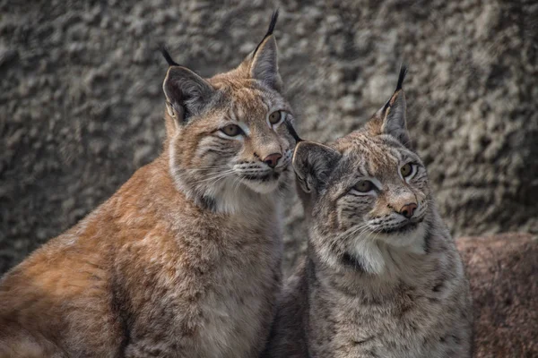 Bébé Lynx Lynx Vit Dans Des Forêts Denses Dans Taïga — Photo
