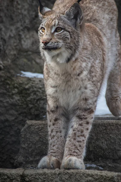 Lynx Sur Rocher — Photo