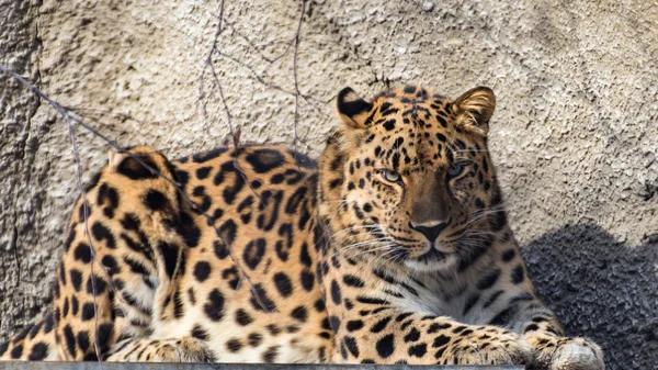 Leopardo Sobre Una Roca — Foto de Stock