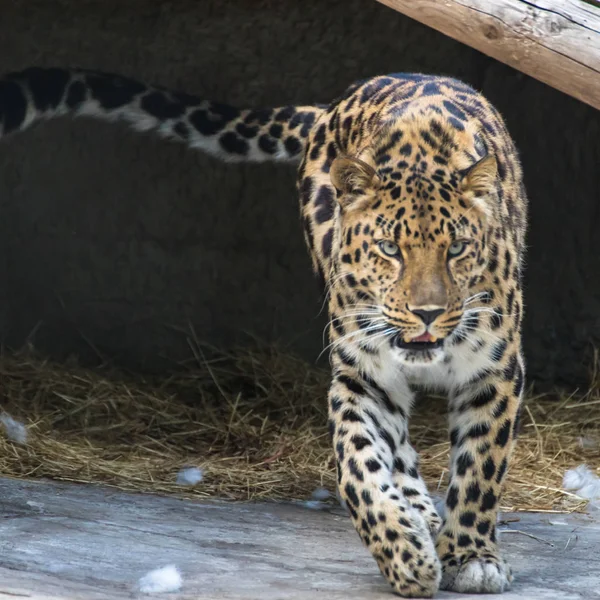 Leopardo Oriental Lejano Subespecie Más Rara Familia Panther — Foto de Stock