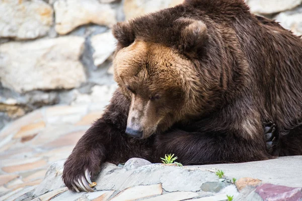 褐色のクマの肖像画 — ストック写真