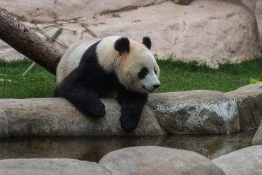 Panda veya bambu ayı dünyanın en şirin ve komik hayvanlarından biridir.