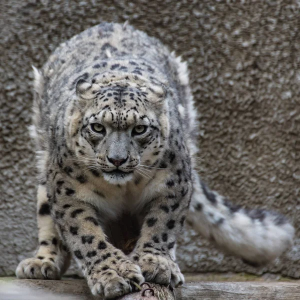 Leopardul Zăpadă Este Mamifer Prădător Mare Familiei Pisici Care Trăiește — Fotografie, imagine de stoc