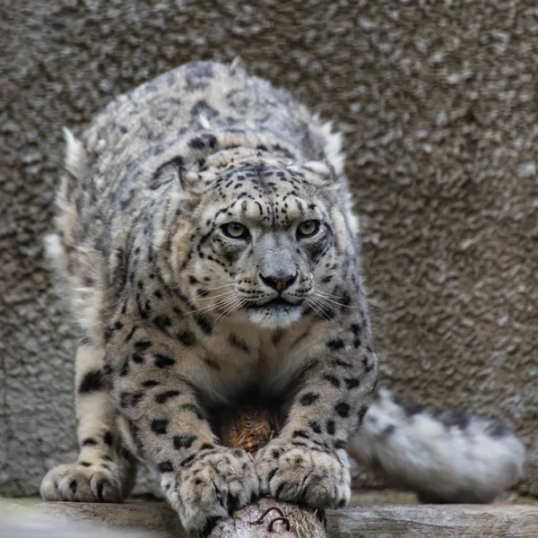 Leopardo Nieve Gran Mamífero Depredador Familia Los Gatos Que Viven — Foto de Stock