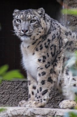 Bir leoparın portresi