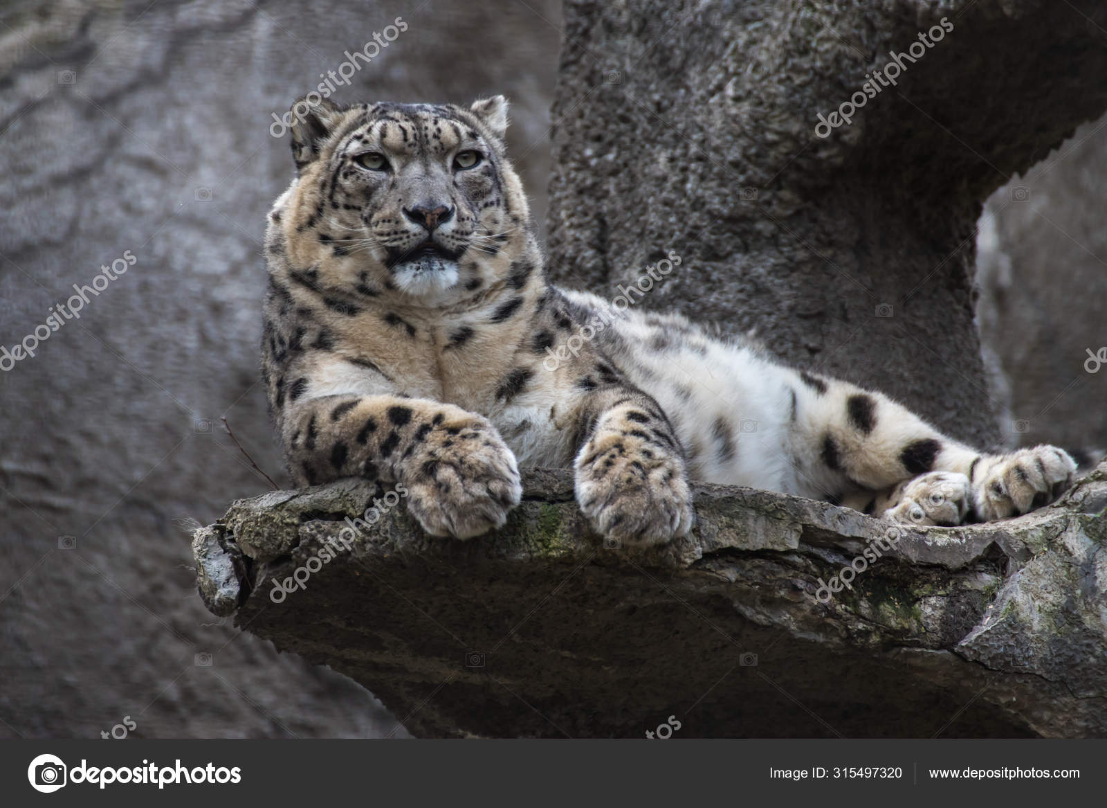 Snow Leopard Lying Rock Stock Photo By C Tgladkova Snow Leopard Lying Rock Stock Photo By C Tgladkova