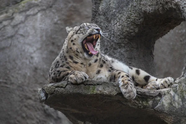 Leopardo Nieve Acostado Una Roca — Foto de Stock