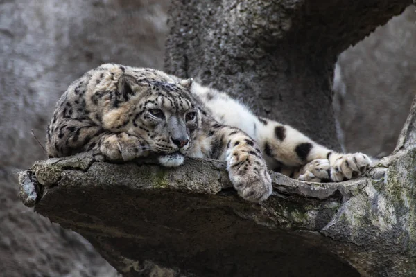 Leopardo Nieve Acostado Una Roca — Foto de Stock