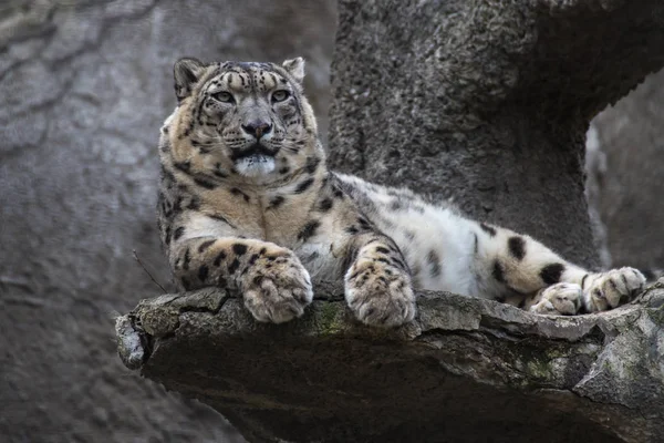 Schneeleopard Liegt Auf Einem Felsen — Stockfoto