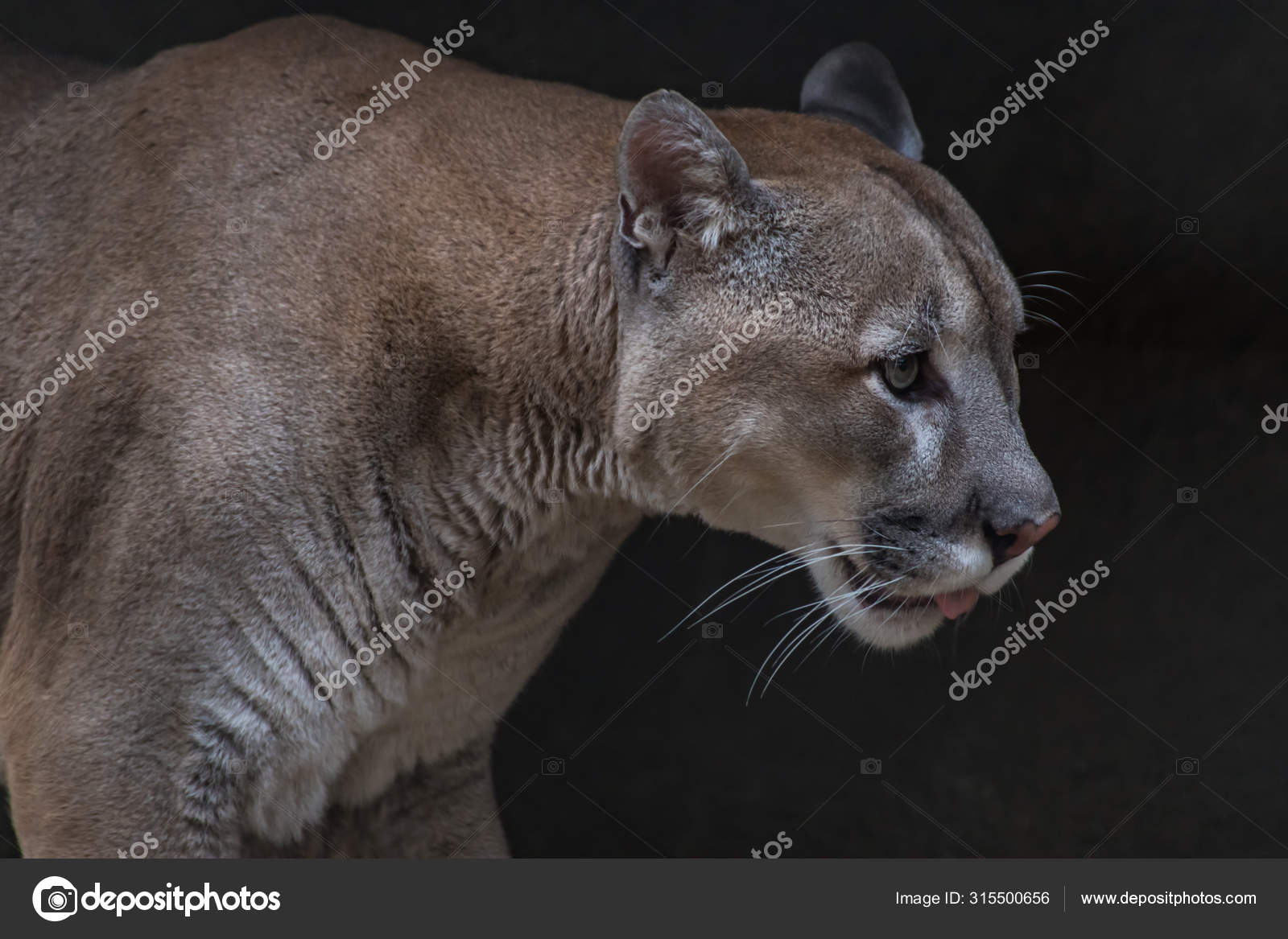 Discover 149+ images jaguar vs mountain lion - In.thptnganamst.edu.vn