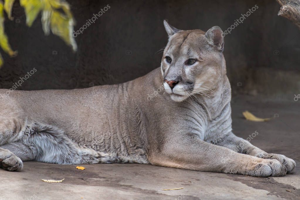 Puma Puma Puma Cuarto Gato Mas Grande Del Mundo Mas Foto de stock tgladkova 315500652