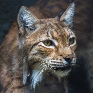 Luchs, Tayga, bozkır ve tundrada sık ormanlarda yaşar. Vaşak ağaçlara ve kayalara mükemmel bir şekilde tırmanabiliyor, iyi yüzüyor..