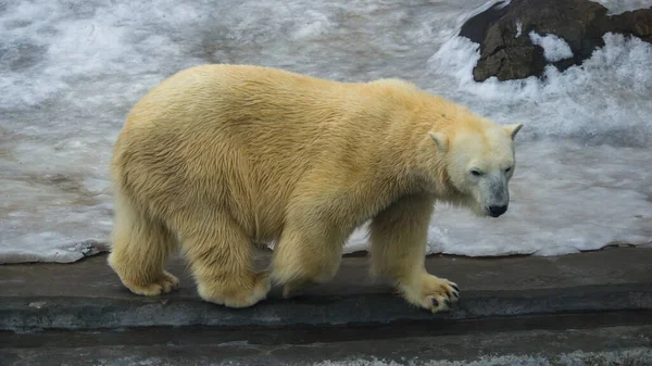 Πολική Αρκούδα Περπατάει Και Κοιτάζει Τριγύρω — Φωτογραφία Αρχείου