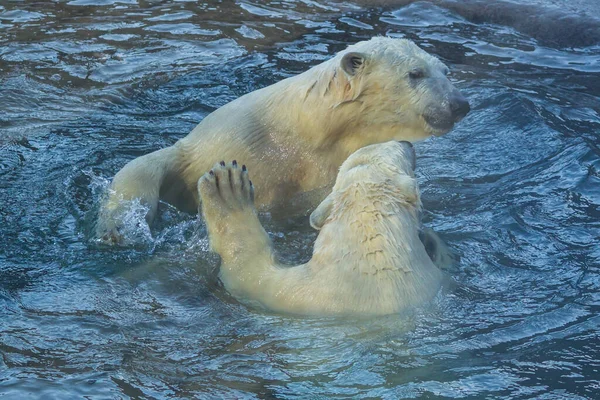 Osos Polares Juegan Agua — Foto de Stock