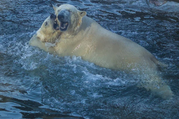 ホッキョクグマが水中で遊ぶ — ストック写真