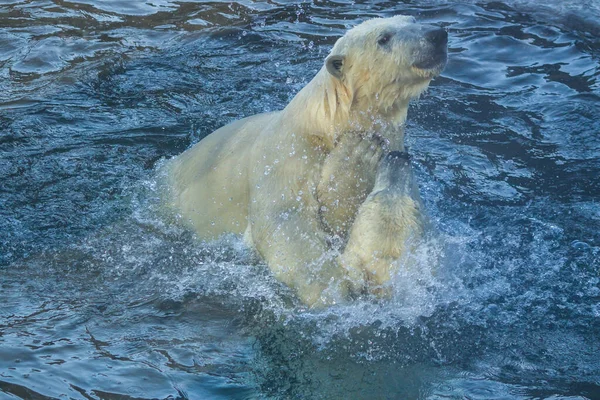 Osos Polares Juegan Agua — Foto de Stock