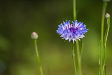 Bahçedeki mavi çiçek.