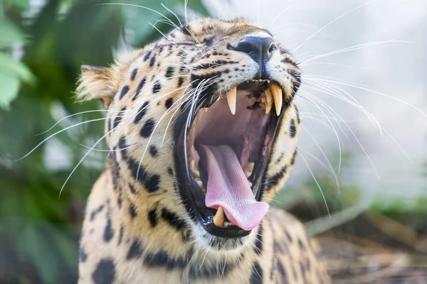 Retrato Cerca Leopardo — Foto de Stock