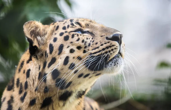 Портрет Дальневосточного Леопарда — стоковое фото