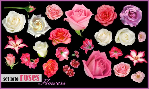 Набір Квітів Троянд Ізольовані Чорному Фоні — стокове фото