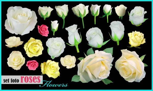 Set Flowers Roses Isolated Black Background — Stock Photo, Image