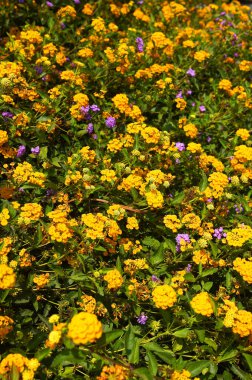 Kartpostal süslemesi için çiçek