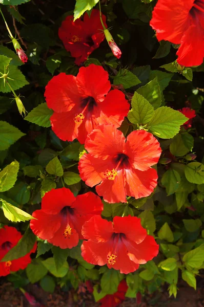 Fiore Decorazione Bellezza Cartolina — Foto Stock