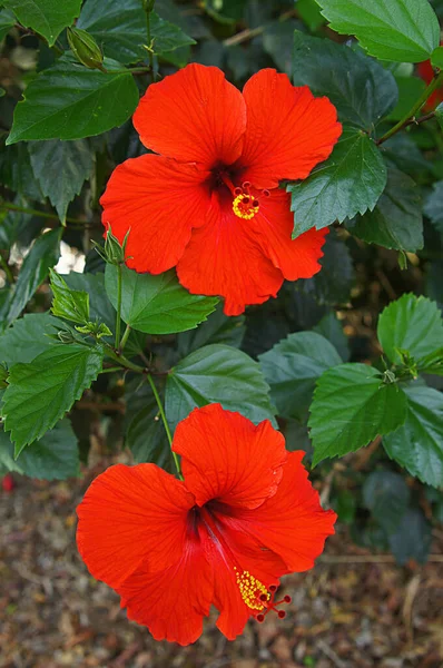 Fiore Decorazione Bellezza Cartolina — Foto Stock