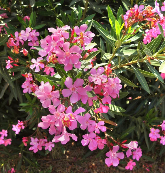 Fiore Decorazione Bellezza Cartolina — Foto Stock