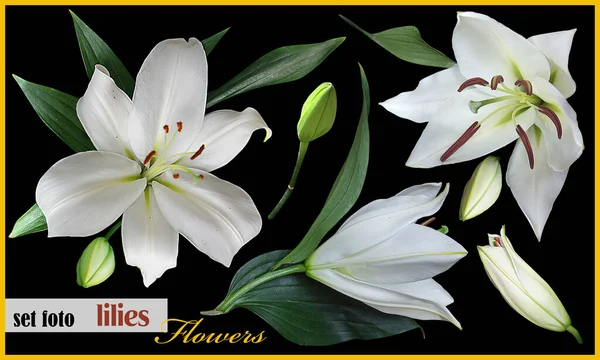 Definir Flores Lírios Isolados Fundo Preto — Fotografia de Stock