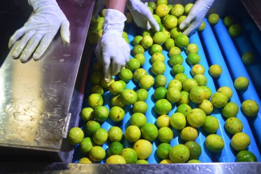 Yeşil taze limon kireç. Kireç limon select kireç makine, Kireç Fabrikası satmak için yığını.