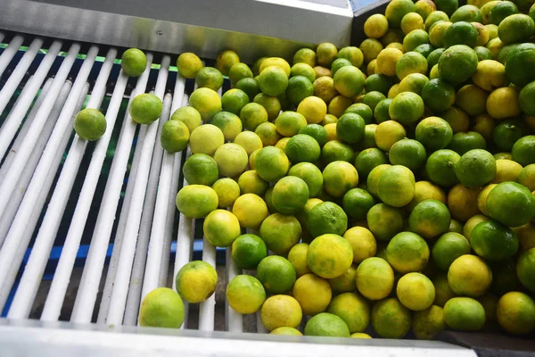 Grön Färsk Citron Lime Högen Lime Citron Välj För Sälja — Stockfoto