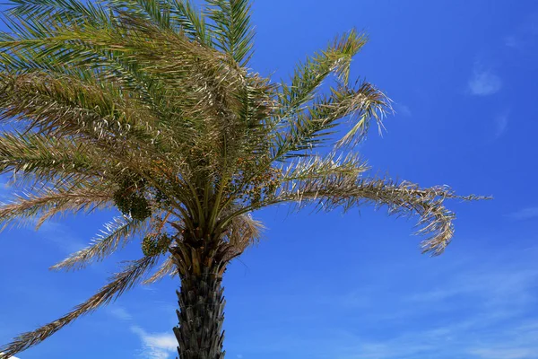 Kokospalm Tropisch Strand — Stockfoto