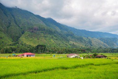 Lake Toba, Samosir Adası, Kuzey Sumatra, Endonezya'nın güzel pirinç alan görünüm