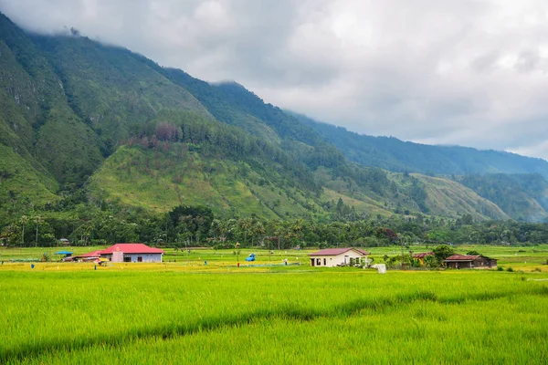 Hermosa Vista Del Campo Arroz Del Lago Toba Isla Samosir — Foto de Stock