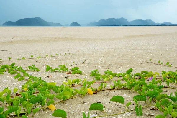 Spiaggia Tropicale Fondo Mare Sabbia Cielo Sabbia Bianca Nella Giornata — Foto Stock